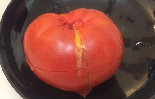 【収穫祭】　わけあり小粒ファーストトマト