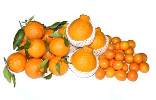 りょくけん柑橘セット