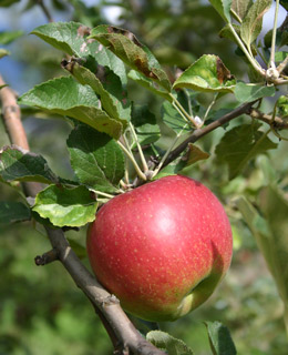 南アルプスを見渡す絶景で育った つがるりんご