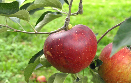 無肥料栽培。紅玉系のかわいいりんご(シナノピッコロ)