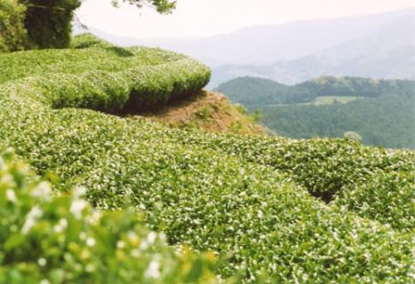 お茶の栄養を丸ごと、そのまま。化学合成農薬、肥料不使用。嬉野産　粉末緑茶