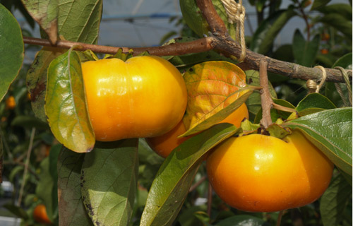 オレンジが濃く、糖度も高い早生系の柿。大きな鉢で育てています。早秋柿