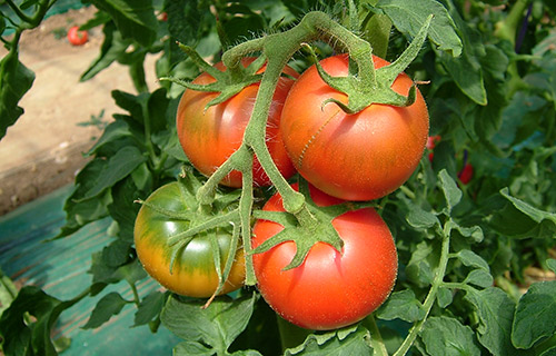 中野さんのトマト